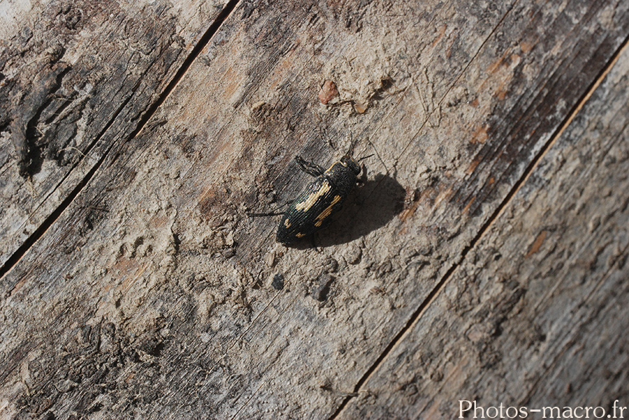 Buprestis novemmaculata